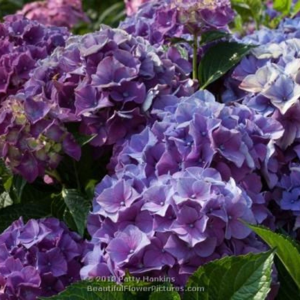 Meet your Posher, Melanie e